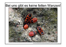 Fette-Wanze-1.pdf